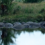 Hippos in one of the fresh water lakes