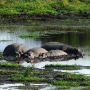 Hippos in one of the fresh water lakes