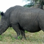Male rhino with his magnificant horn